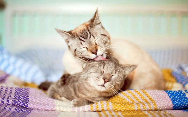 Two Tabby Cats Grooming — Gray, Calm, Photograph