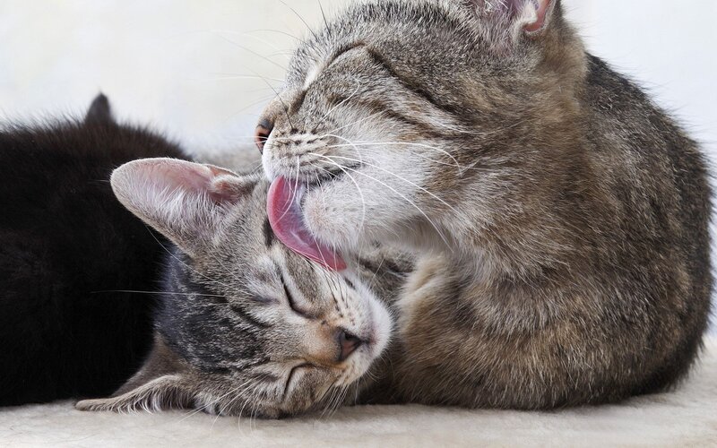 Two Tabby Cats Grooming — Gray, Calm