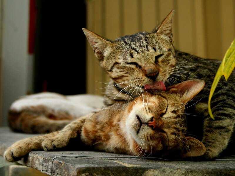 Two Tabby Cats Grooming