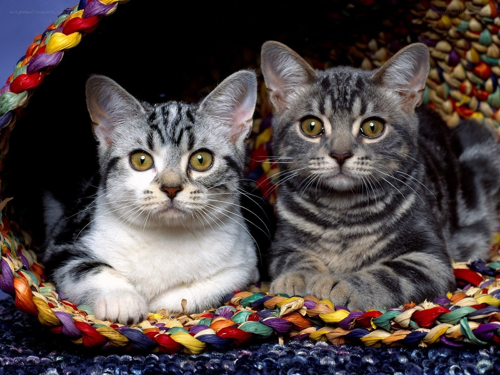 Two tabby cats in a basket