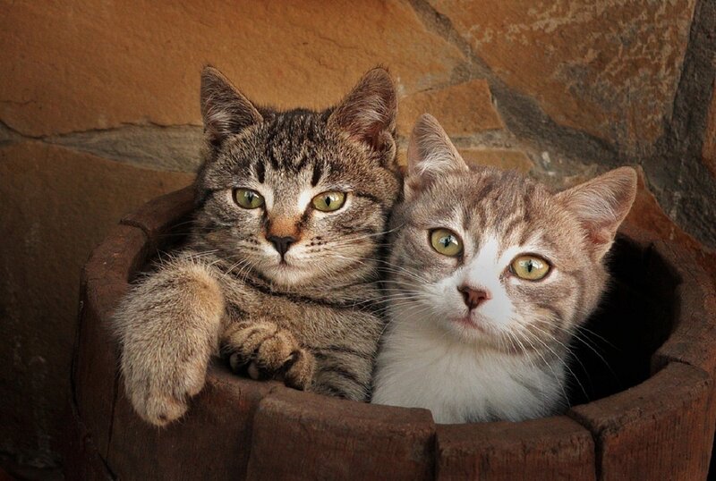 Two Tabby Cats in Bucket