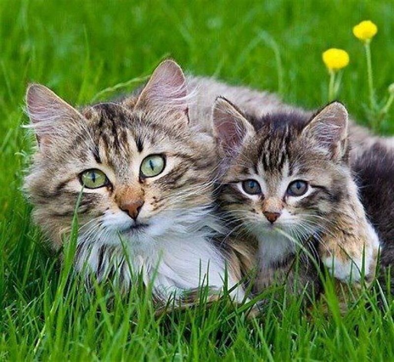 Two Tabby Cats in Grass