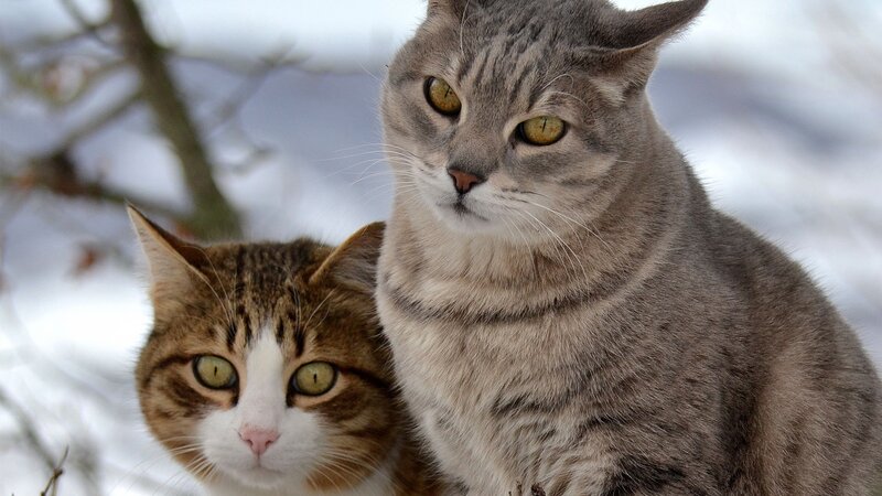 Two Tabby Cats in Snow