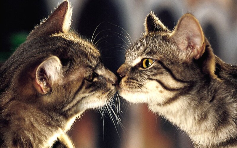 Two Tabby Cats Kissing