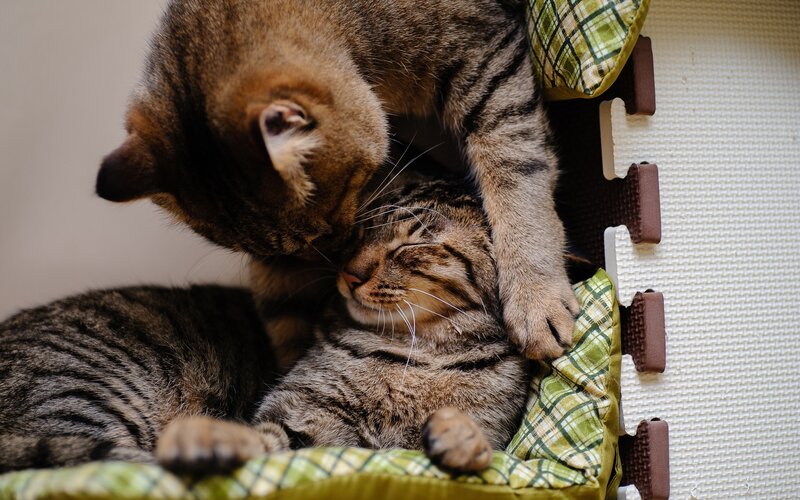Two Tabby Cats Napping — Brown, Calm