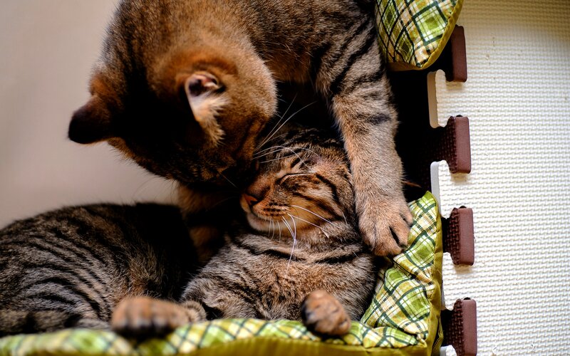 Two Tabby Cats Napping