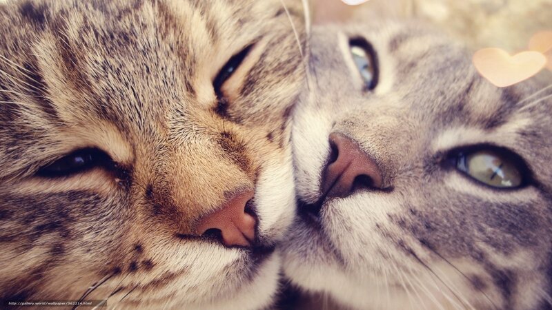 Two Tabby Cats Nuzzling — Brown, Affectionate, Photograph, Heart Shape