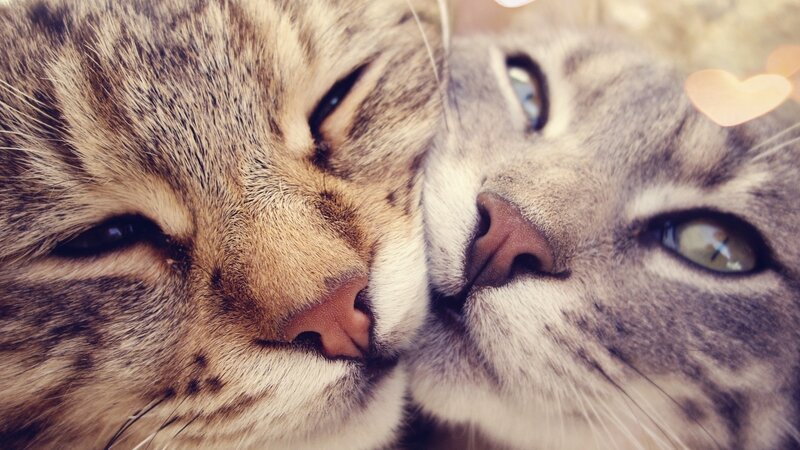 Two Tabby Cats Nuzzling — Brown, Affectionate, Photograph, Nose