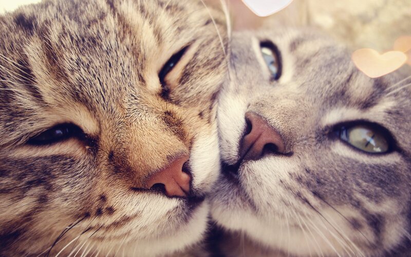 Two Tabby Cats Nuzzling — Brown, Affectionate, Photograph