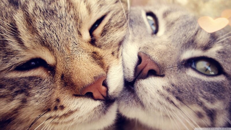 Two Tabby Cats Nuzzling — Brown, Affectionate