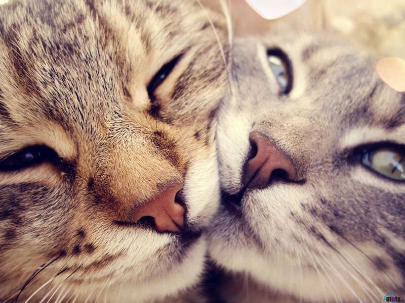 Two Tabby Cats Nuzzling — Brown, Calm, Afternoon