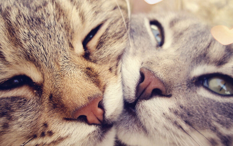Two Tabby Cats Nuzzling — Brown, Calm, Photograph