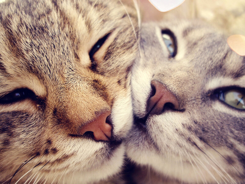 Two Tabby Cats Nuzzling — Brown, Calm