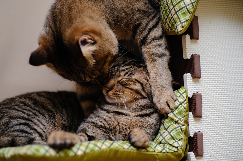 Two Tabby Cats Nuzzling — Brown