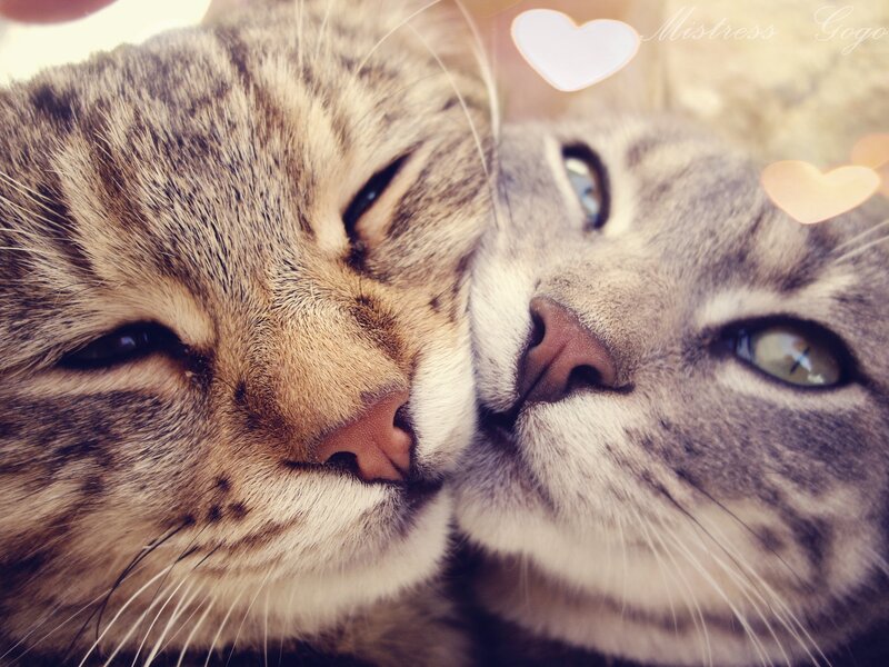 Two Tabby Cats Nuzzling — Gray, Affectionate