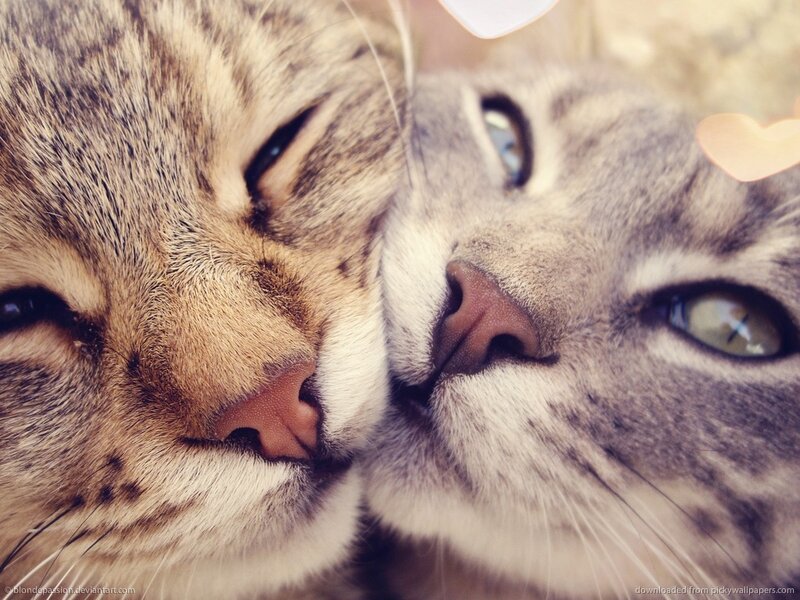 Two Tabby Cats Nuzzling — Gray