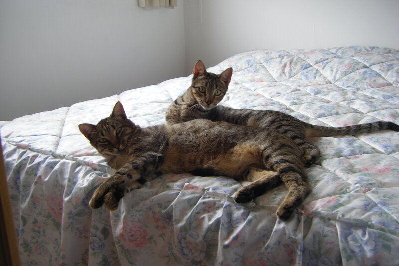 Two Tabby Cats on Bed