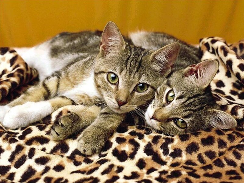 two tabby cats on blanket