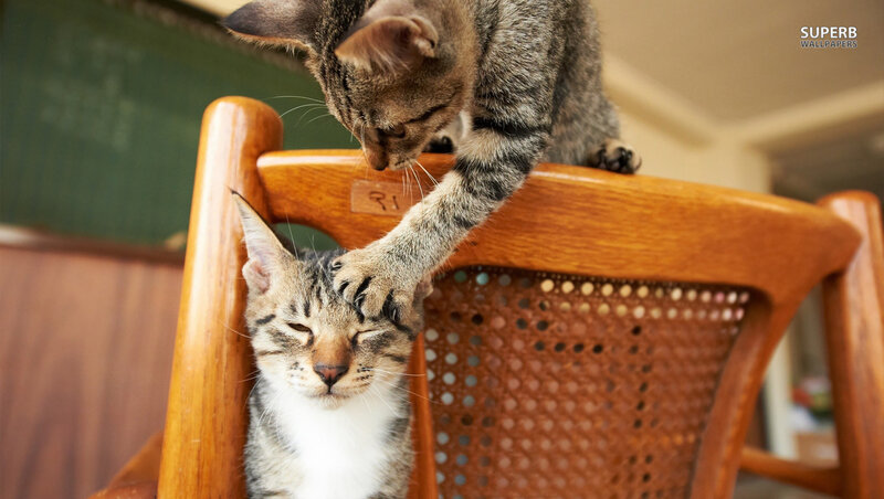 Two Tabby Cats on Chair — Brown, Calm