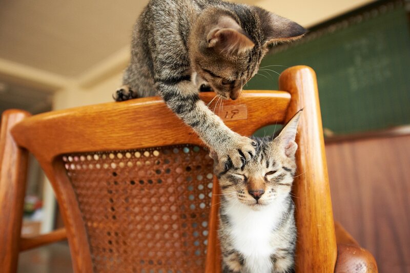 Two Tabby Cats on Chair — Brown