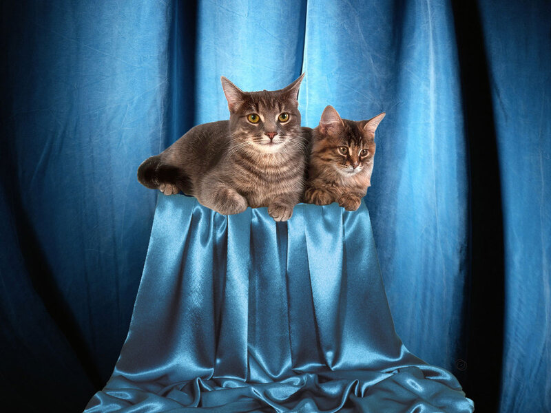 Two Tabby Cats on Fabric