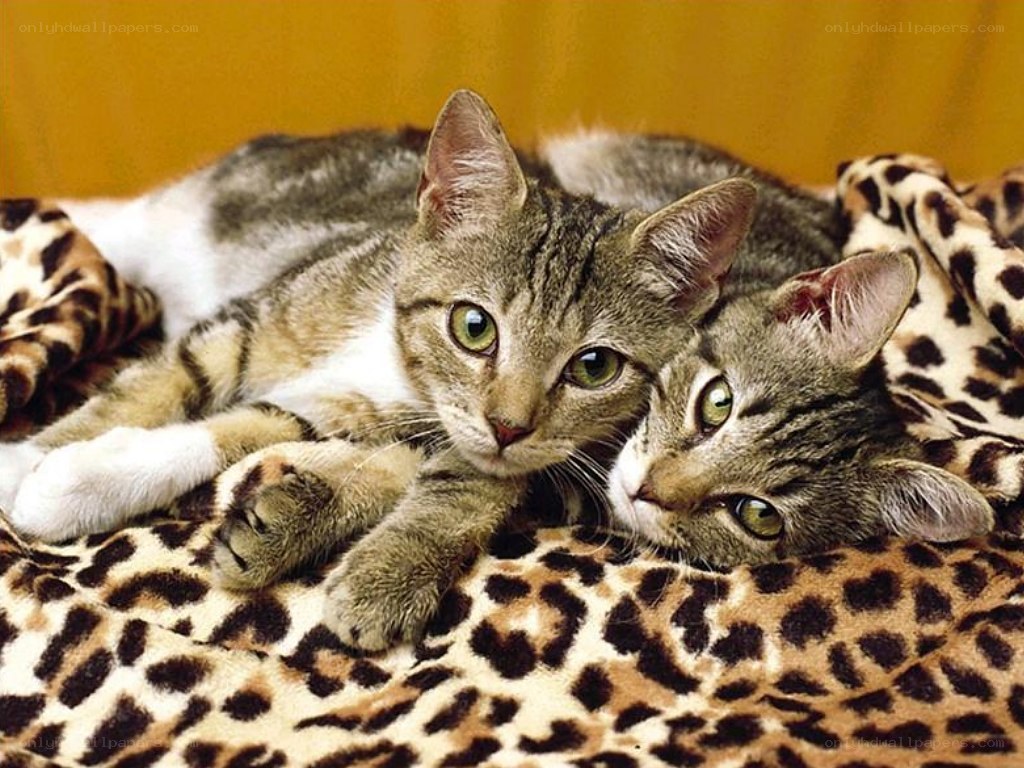 two tabby cats on leopard blanket