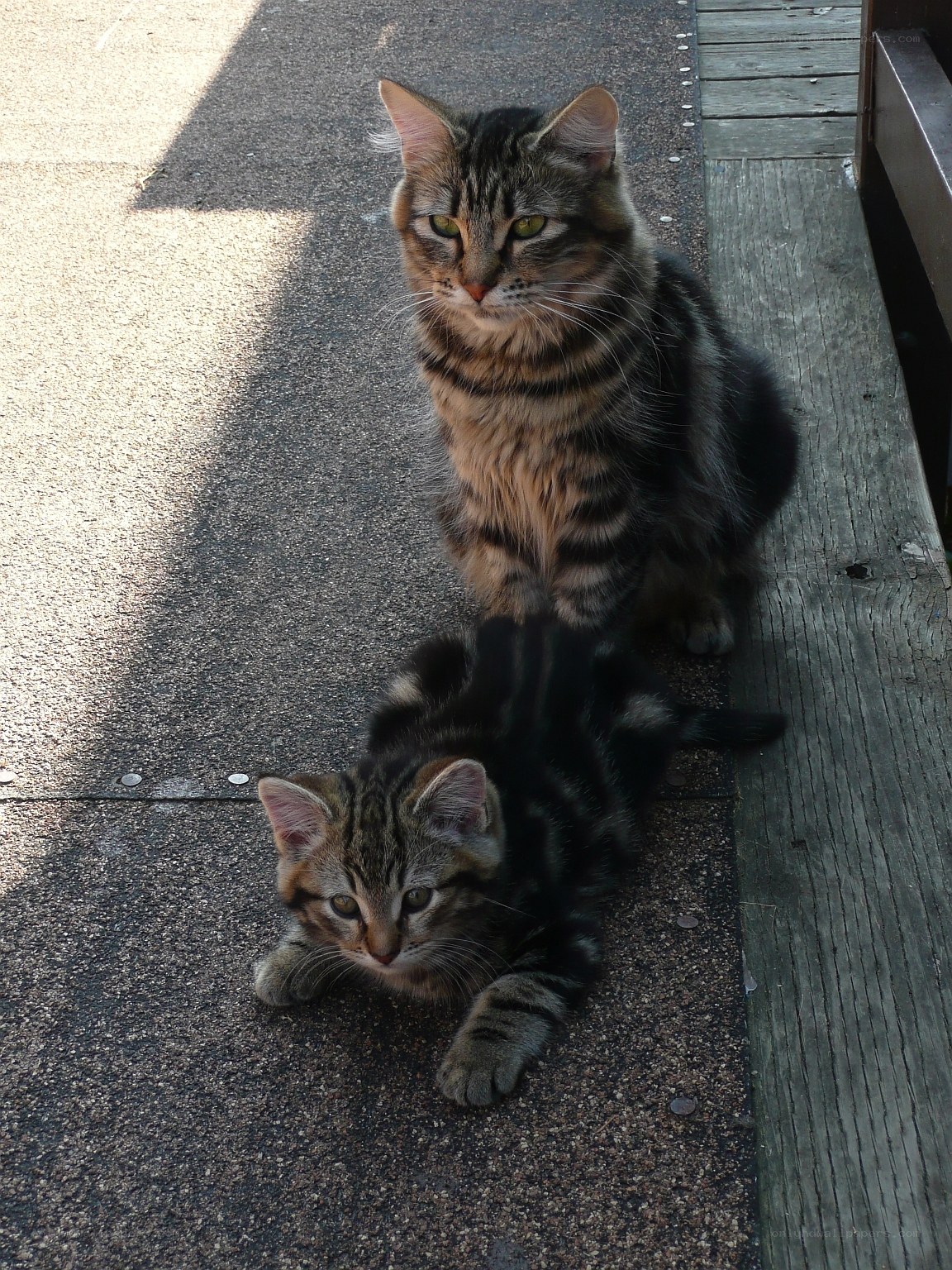 Two tabby cats on pavement