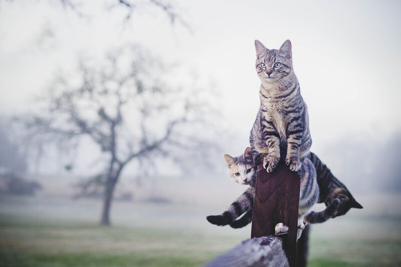Two Tabby Cats on Post
