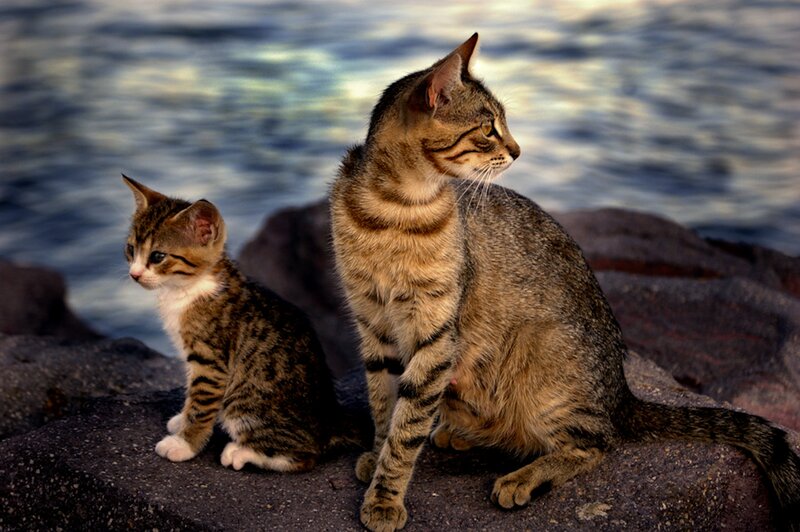 Two Tabby Cats on Rocks