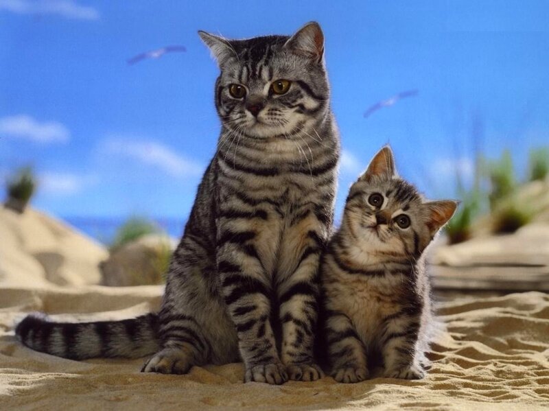 Two Tabby Cats on Sand — Blue