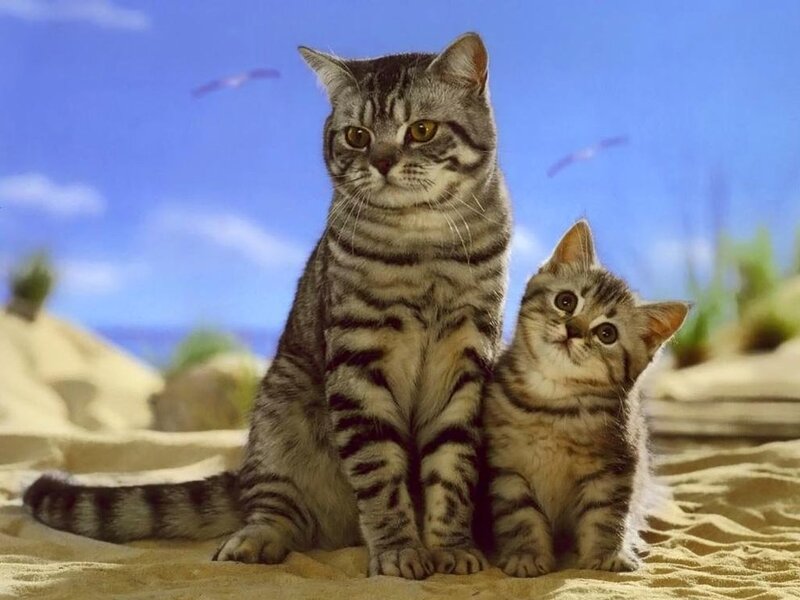 Two Tabby Cats on Sand