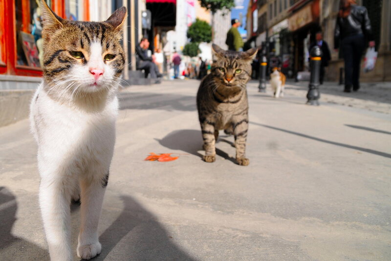 Two Tabby Cats on Street — Gray