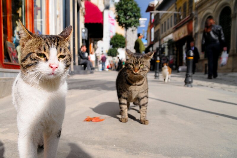 Two Tabby Cats on Street