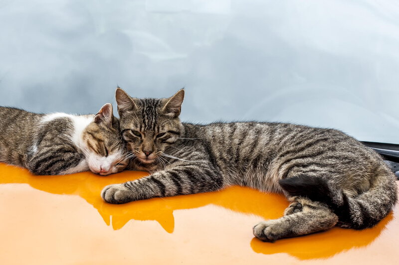 Two Tabby Cats — Orange