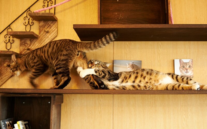 Two Tabby Cats Playing — Brown