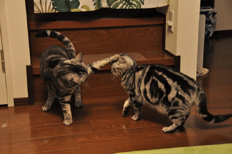 Two Tabby Cats Playing