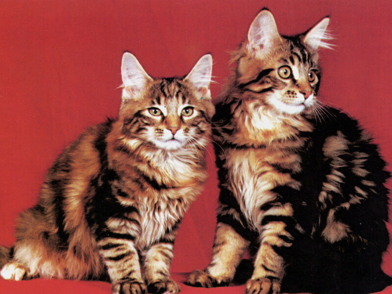 Two Tabby Cats — Red
