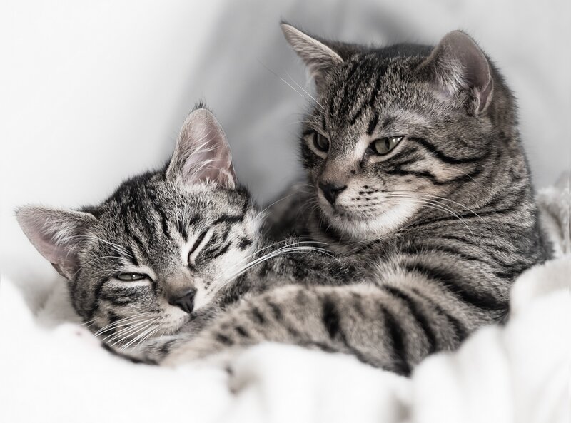 Two tabby cats resting together
