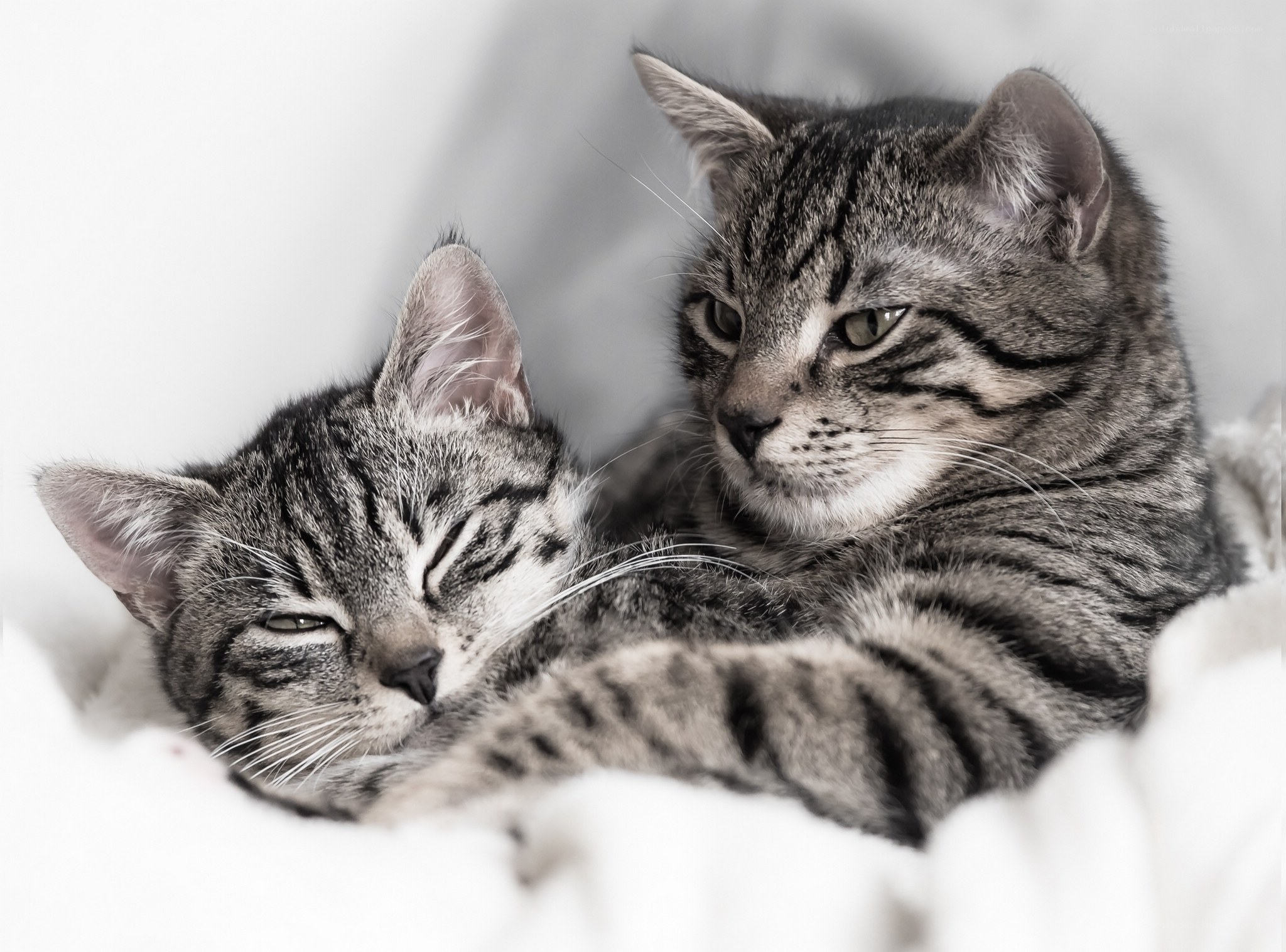 Two tabby cats resting together