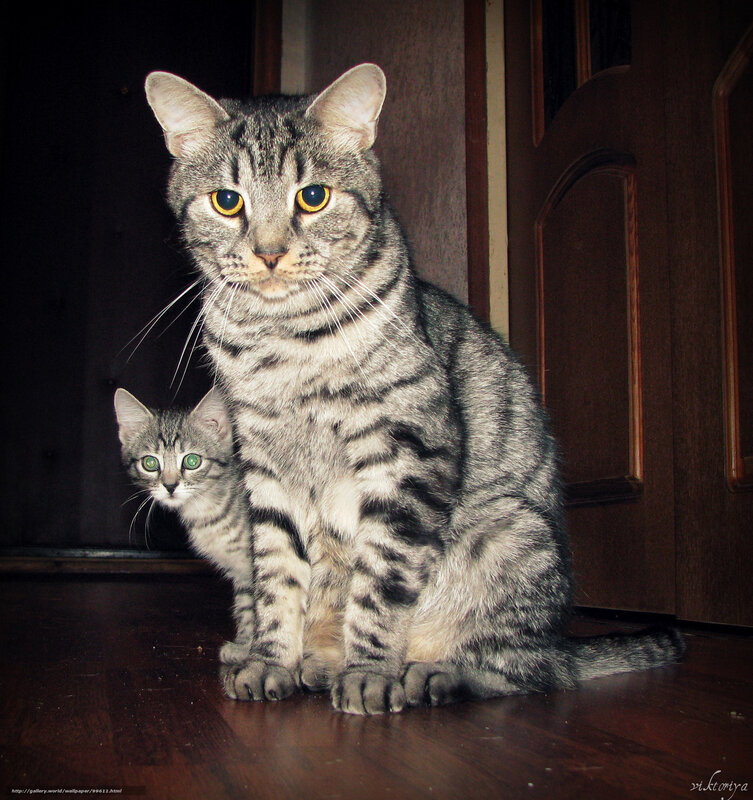 Two tabby cats sitting together
