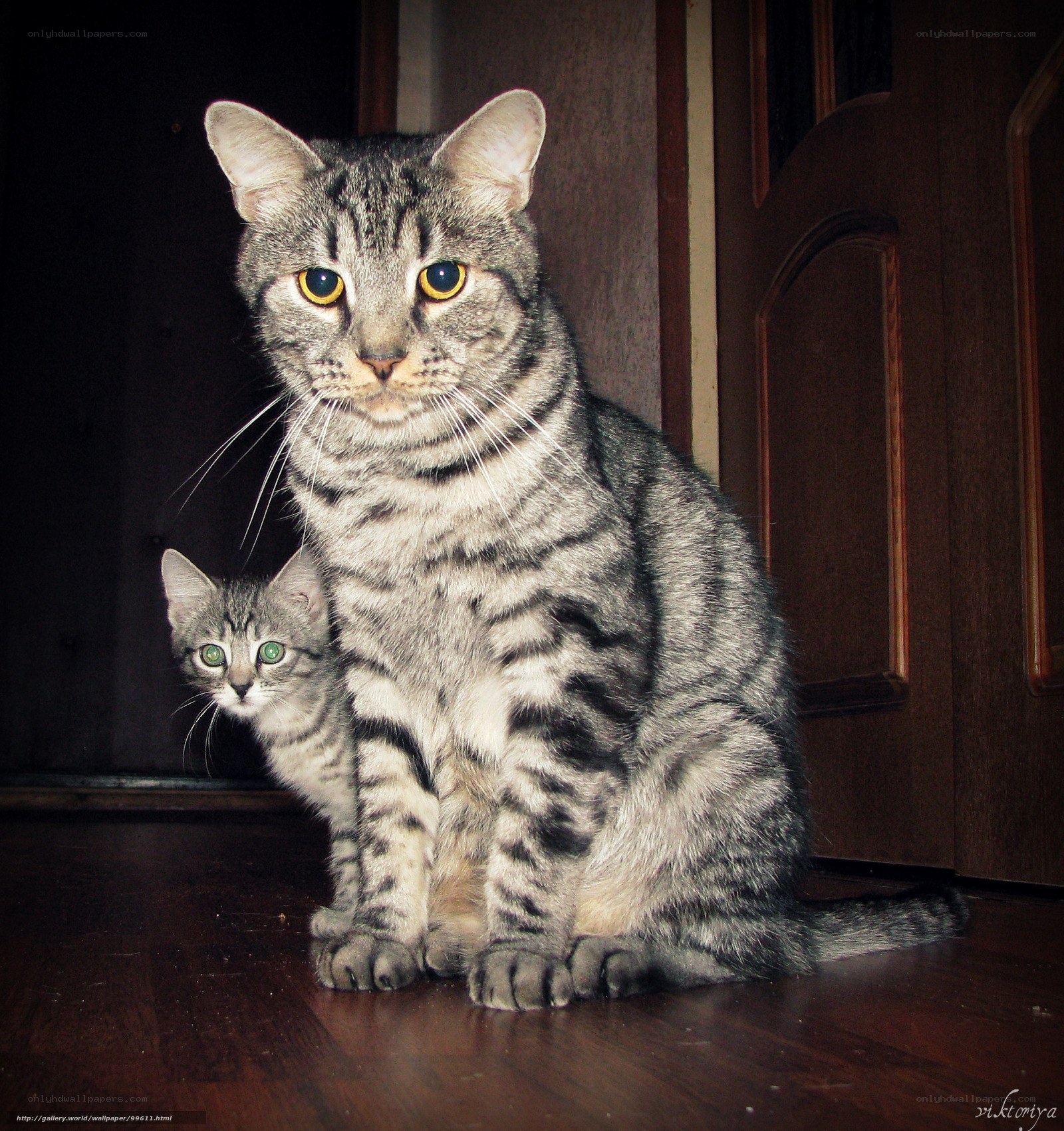 Two tabby cats sitting together