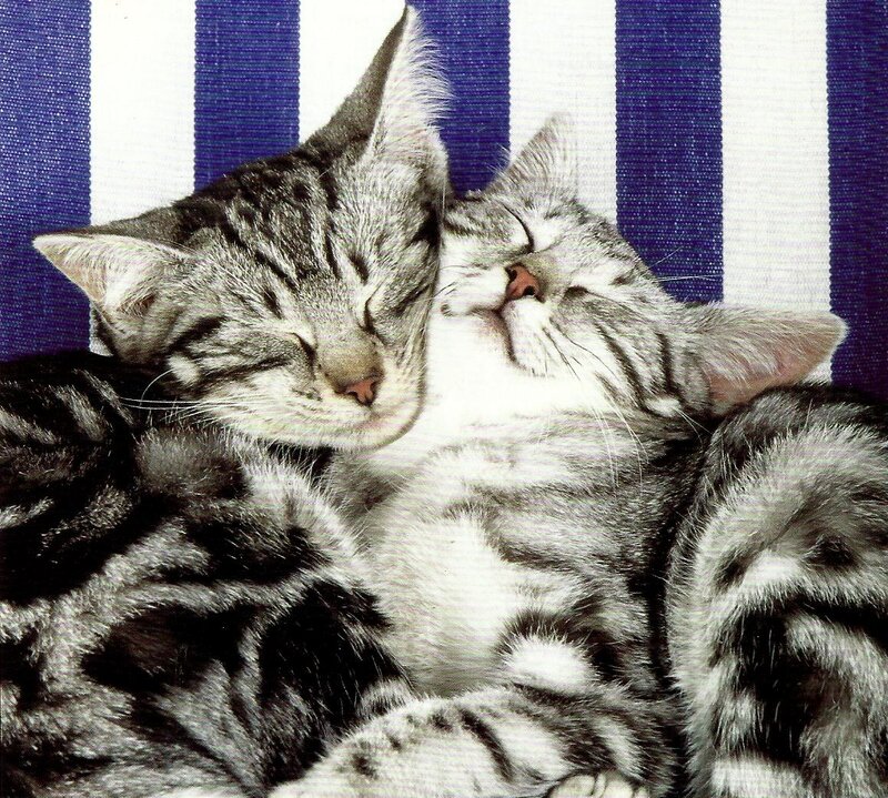 Two Tabby Cats Sleeping — Blue