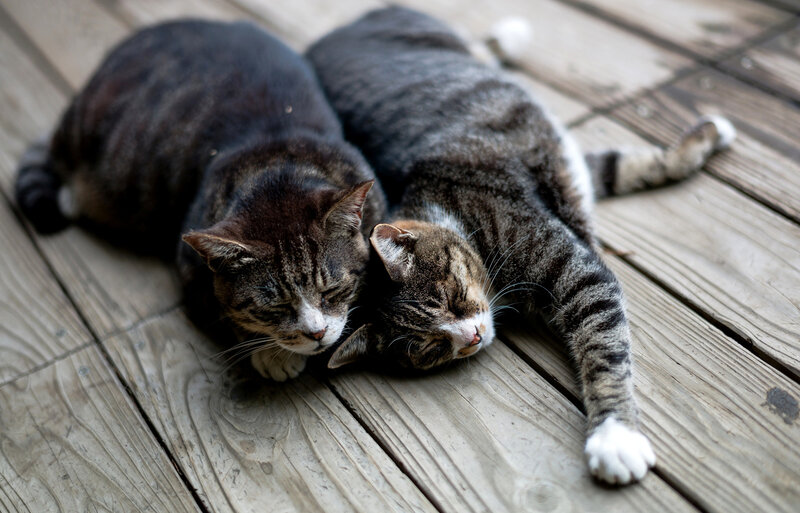 Two Tabby Cats Sleeping — Brown, Peaceful, Afternoon, Photograph, Wooden Deck