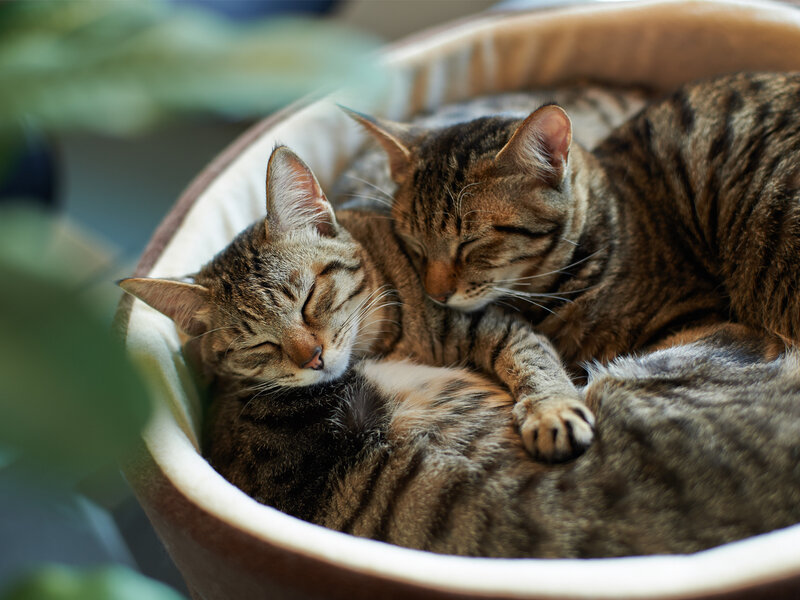 Two Tabby Cats Sleeping — Brown, Peaceful, Afternoon