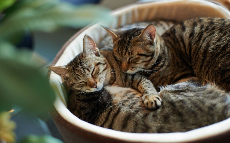 Two Tabby Cats Sleeping — Brown, Peaceful, Morning