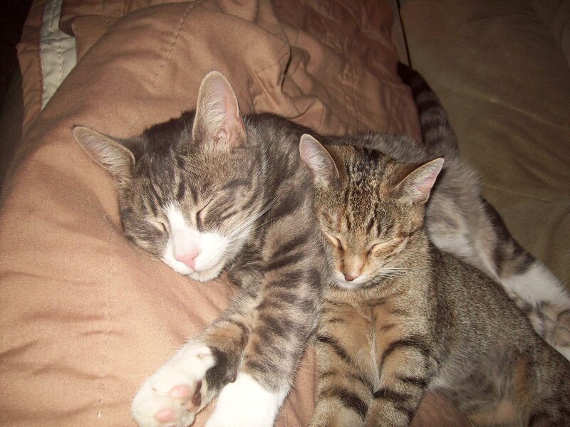 Two Tabby Cats Sleeping — Brown, Peaceful, Night