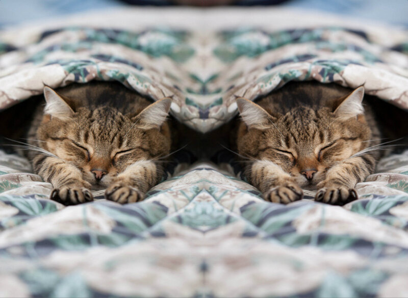 Two Tabby Cats Sleeping — Brown, Peaceful, Photograph, Blanket