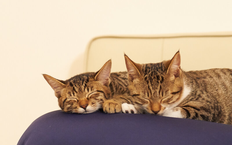 Two Tabby Cats Sleeping — Brown, Peaceful, Photograph