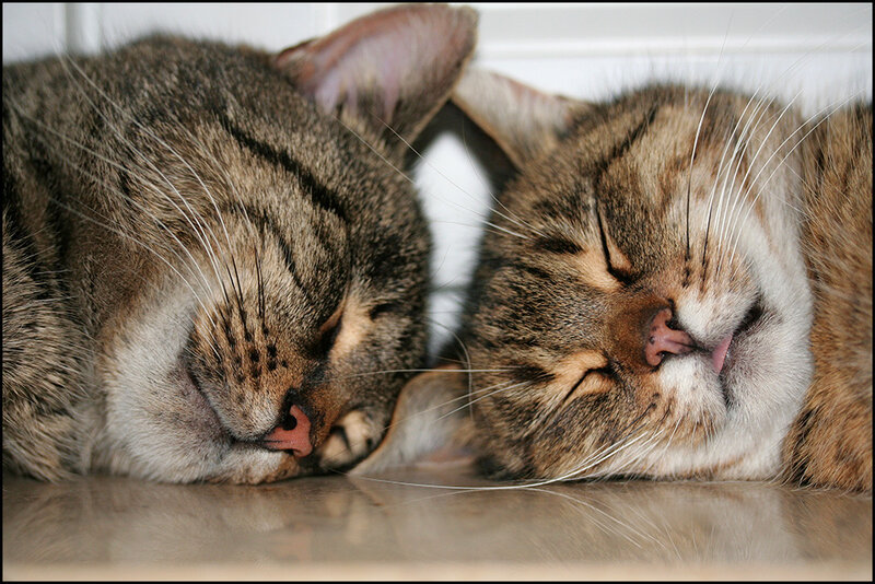 Two Tabby Cats Sleeping — Brown, Peaceful