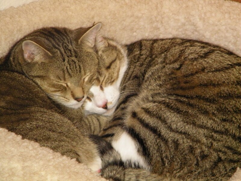Two Tabby Cats Sleeping — Brown